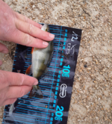 photo prise 52771 par JEAN RENE DENNETIERE