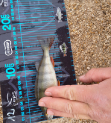 photo prise 52775 par JEAN RENE DENNETIERE