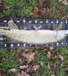 photo prise 52778 par Lamarte12