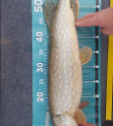 photo prise 52803 par riper19@live.fr