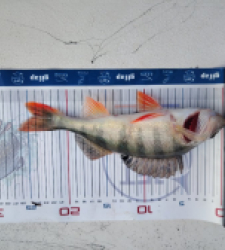 photo prise 52816 par Sylvain Labruyere