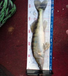 photo prise 52821 par Requin47