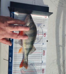 photo prise 52825 par Sylvain Labruyere