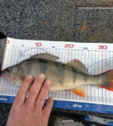 photo prise 52826 par Damien Gibeau