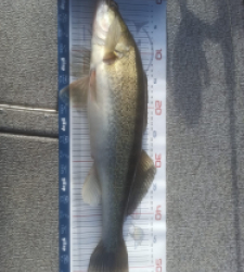 photo prise 52827 par Loris