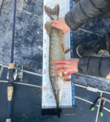 photo prise 52875 par Bigpikelures 