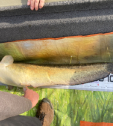 photo prise 52915 par plot.gallou