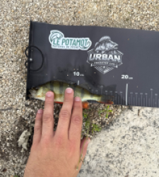 photo prise 53356 par Urban fishing France