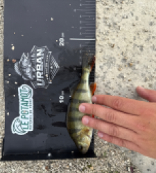photo prise 53358 par Urban fishing France
