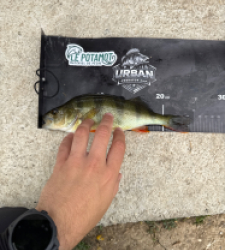 photo prise 53403 par Urban fishing France