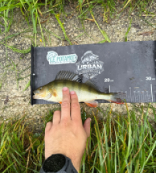 photo prise 53509 par Urban fishing France