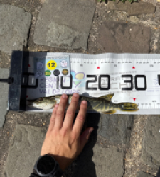 photo prise 53750 par Urban fishing France