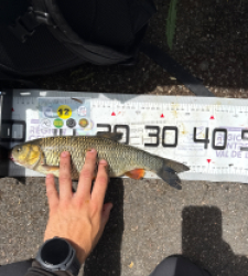 photo prise 53803 par Urban fishing France