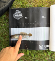 photo prise 54812 par Urban fishing France