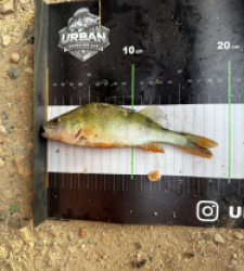photo prise 54814 par Crazy Fish