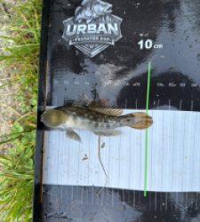 photo prise 54875 par Crazy Fish