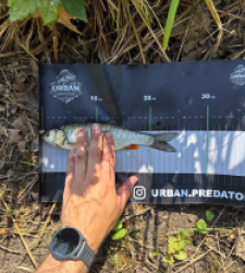 photo prise 54959 par Urban fishing France