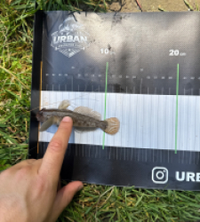 photo prise 55006 par Urban fishing France