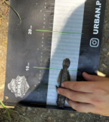 photo prise 55026 par Urban fishing France
