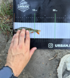 photo prise 55031 par Urban fishing France