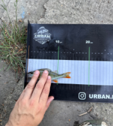 photo prise 55033 par Urban fishing France