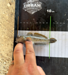 photo prise 55039 par Crazy Fish