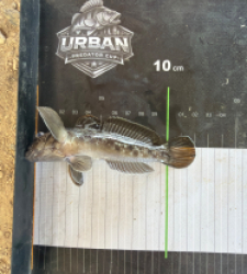 photo prise 55041 par Crazy Fish