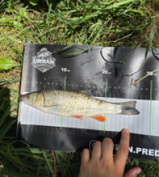 photo prise 55052 par Urban fishing France
