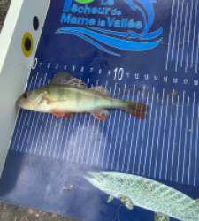 photo prise 55505 par Crazy carnassiers 77 (balric)
