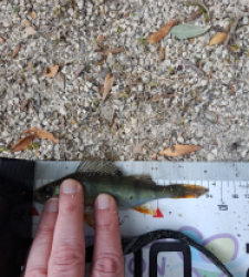 photo prise 60225 par FISH1MAX