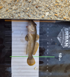 photo prise 60241 par TOM BONTEMPELLI