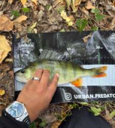 photo prise 60435 par Crazy Fish