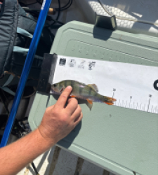 photo prise 60514 par 