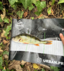 photo prise 60682 par Crazy Fish