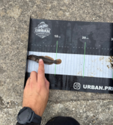 photo prise 60686 par Urban fishing France