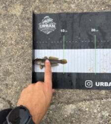 photo prise 60688 par Urban fishing France