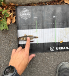 photo prise 60710 par Urban fishing France