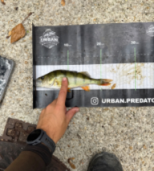 photo prise 60737 par Urban fishing France