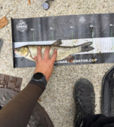 photo prise 60748 par Urban fishing France