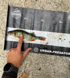 photo prise 60762 par Urban fishing France