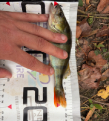 photo prise 60808 par Eddyfishing