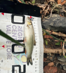 photo prise 60813 par Eddyfishing