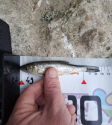 photo prise 60861 par FISH1MAX