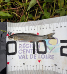 photo prise 60926 par Eddyfishing
