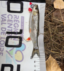 photo prise 60928 par Eddyfishing
