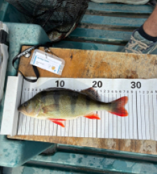 photo prise 61639 par tristan_carnasier_fishing