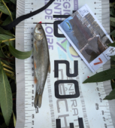 photo prise 62956 par Eddyfishing